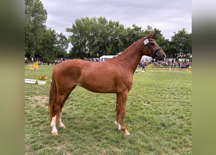 Hannoveraner, Stute, 3 Jahre, 165 cm, Fuchs
