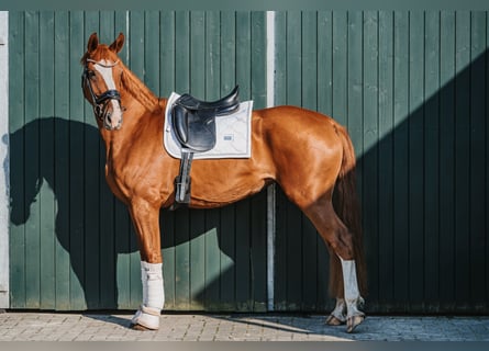 Hannoveraner, Stute, 3 Jahre, 165 cm, Fuchs