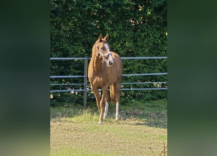 Hannoveraner, Stute, 3 Jahre, 165 cm, Fuchs