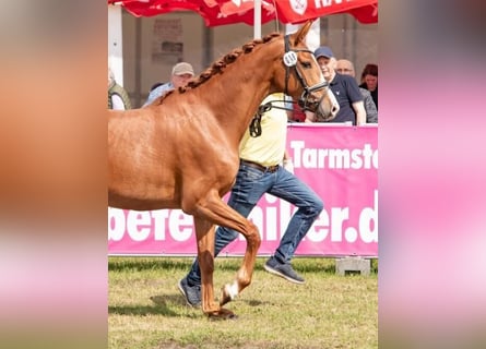 Hannoveraner, Stute, 3 Jahre, 165 cm, Fuchs