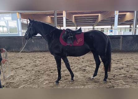 Hannoveraner, Stute, 3 Jahre, 165 cm, Rappe Hannoveraner, Stute, 3 Jahre, 165 cm, Rappe