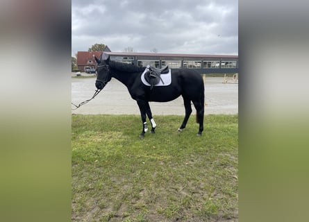 Hannoveraner, Stute, 3 Jahre, 165 cm, Rappe