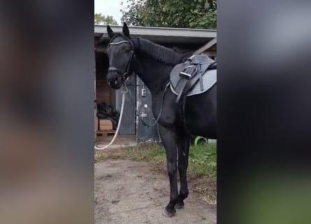 Hannoveraner, Stute, 3 Jahre, 165 cm, Rappe Hannoveraner, Stute, 3 Jahre, 165 cm, Rappe
