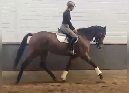 Hannoveraner, Stute, 3 Jahre, 166 cm, Brauner