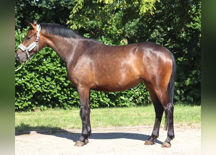 Hannoveraner, Stute, 3 Jahre, 166 cm, Brauner