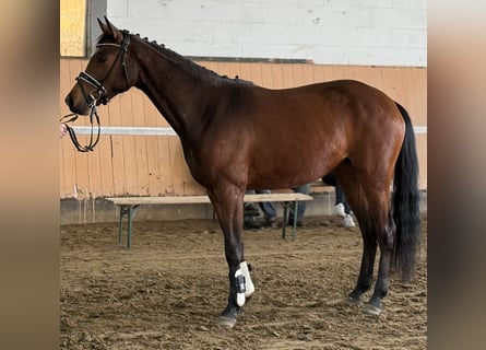 Hannoveraner, Stute, 3 Jahre, 166 cm, Brauner