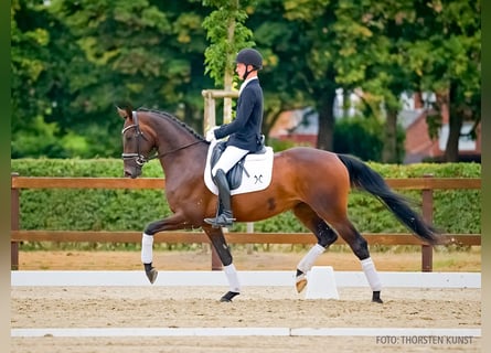 Hannoveraner, Stute, 3 Jahre, 166 cm, Dunkelbrauner