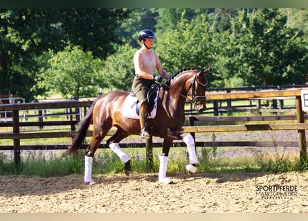 Hannoveraner, Stute, 3 Jahre, 166 cm, Dunkelbrauner