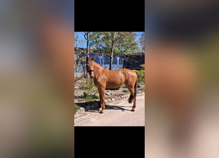 Hannoveraner, Stute, 3 Jahre, 166 cm, Fuchs