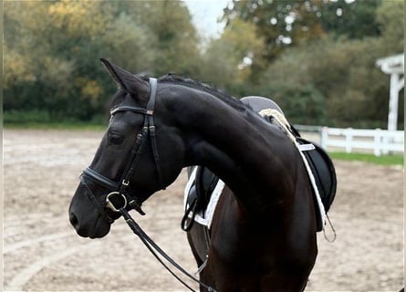 Hannoveraner, Stute, 3 Jahre, 166 cm, Rappe
