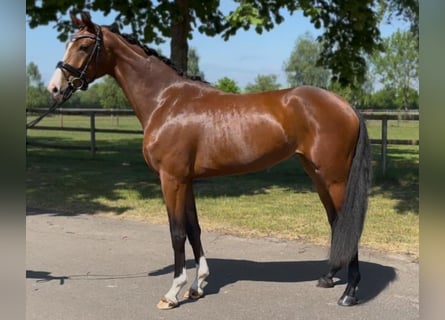 Hannoveraner, Stute, 3 Jahre, 167 cm, Brauner