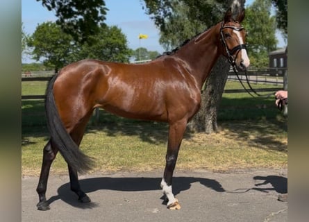 Hannoveraner, Stute, 3 Jahre, 167 cm, Brauner