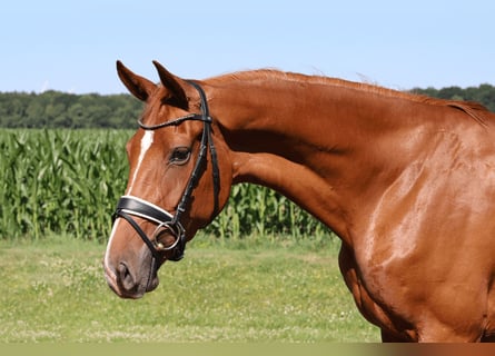Hannoveraner, Stute, 3 Jahre, 167 cm, Fuchs