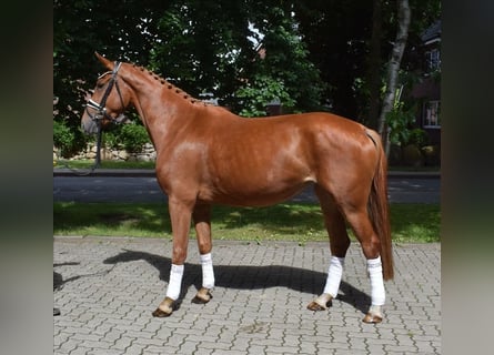 Hannoveraner, Stute, 3 Jahre, 167 cm, Fuchs