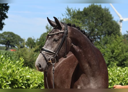 Hannoveraner, Stute, 3 Jahre, 167 cm, Schimmel