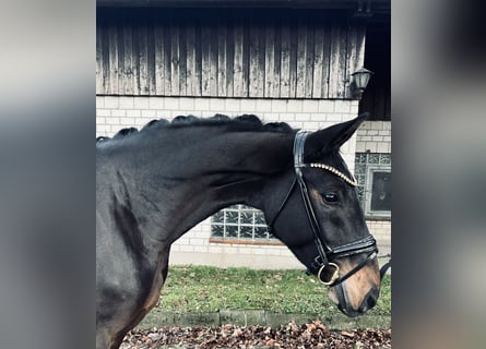 Hannoveraner, Stute, 3 Jahre, 167 cm, Schwarzbrauner