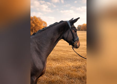 Hannoveraner, Stute, 3 Jahre, 167 cm, Schwarzbrauner