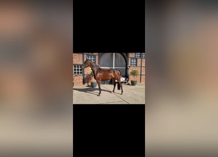 Hannoveraner, Stute, 3 Jahre, 168 cm, Brauner