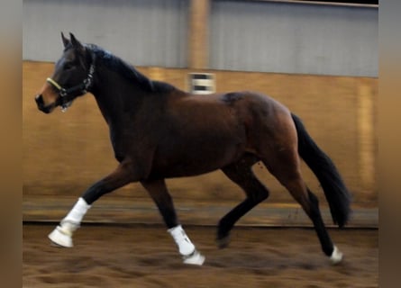 Hannoveraner, Stute, 3 Jahre, 168 cm, Brauner