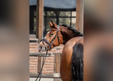 Hannoveraner, Stute, 3 Jahre, 168 cm, Brauner