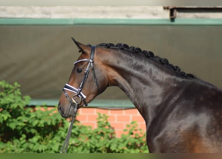 Hannoveraner, Stute, 3 Jahre, 168 cm, Brauner