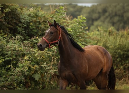 Hannoveraner, Stute, 3 Jahre, 168 cm, Brauner