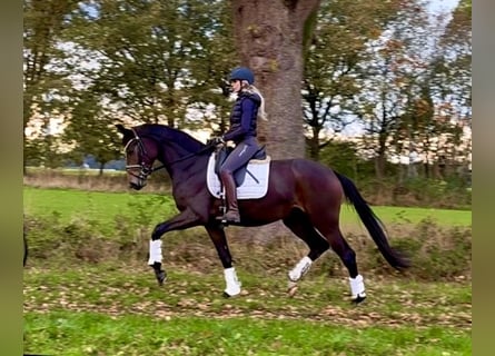 Hannoveraner, Stute, 3 Jahre, 168 cm, Dunkelbrauner