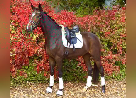 Hannoveraner, Stute, 3 Jahre, 168 cm, Dunkelbrauner