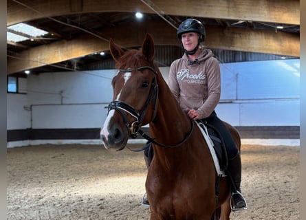 Hannoveraner, Stute, 3 Jahre, 168 cm, Dunkelfuchs