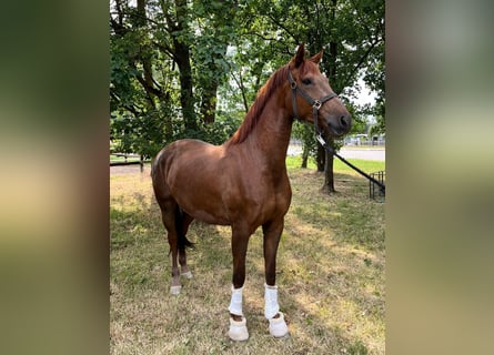 Hannoveraner, Stute, 3 Jahre, 168 cm, Fuchs