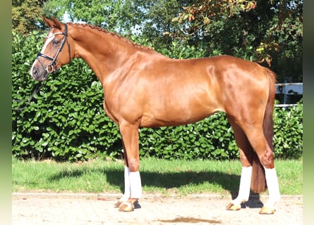 Hannoveraner, Stute, 3 Jahre, 168 cm, Fuchs