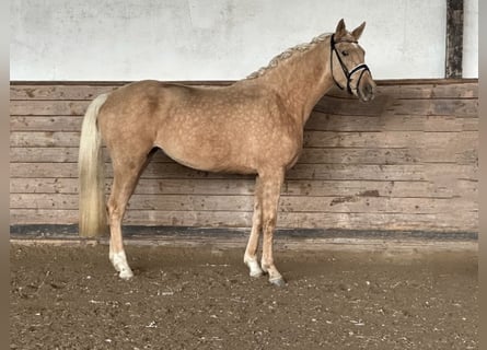 Hannoveraner, Stute, 3 Jahre, 168 cm, Palomino