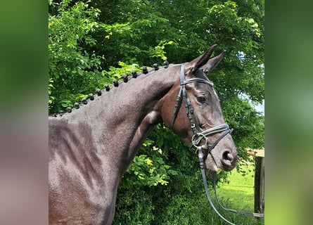 Hannoveraner, Stute, 3 Jahre, 168 cm, Rappe