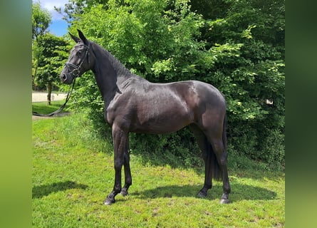 Hannoveraner, Stute, 3 Jahre, 168 cm, Rappe