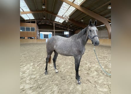 Hannoveraner, Stute, 3 Jahre, 169 cm, Blauschimmel