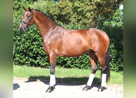 Hannoveraner, Stute, 3 Jahre, 169 cm, Brauner