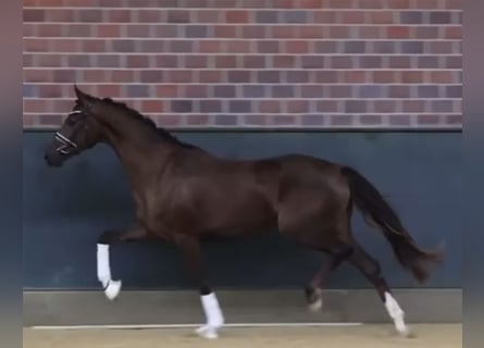 Hannoveraner, Stute, 3 Jahre, 169 cm, Dunkelfuchs
