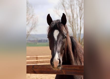 Hannoveraner, Stute, 3 Jahre, 169 cm, Rappe