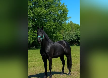 Hannoveraner, Stute, 3 Jahre, 169 cm, Rappe