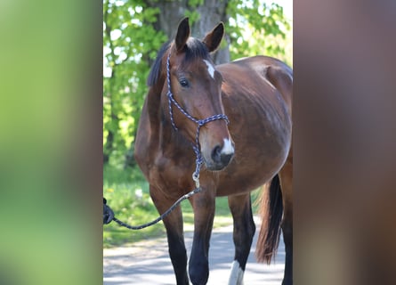 Hannoveraner, Stute, 3 Jahre, 170 cm, Brauner
