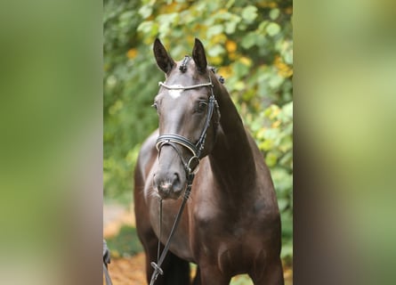Hannoveraner, Stute, 3 Jahre, 170 cm, Rappe