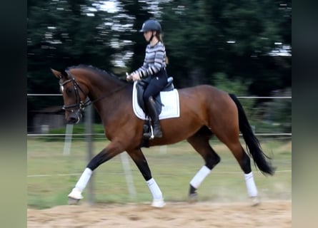 Hannoveraner, Stute, 3 Jahre, 172 cm, Brauner