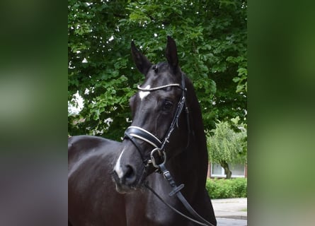 Hannoveraner, Stute, 3 Jahre, 172 cm, Rappe