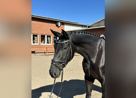 Hannoveraner, Stute, 3 Jahre, 172 cm, Rappe