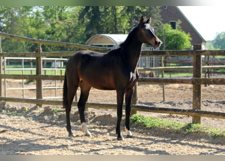 Hannoveraner, Stute, 3 Jahre, 172 cm, Schwarzbrauner