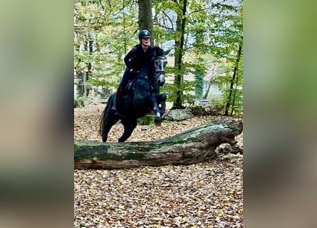 Hannoveraner, Stute, 3 Jahre, 173 cm, Schimmel