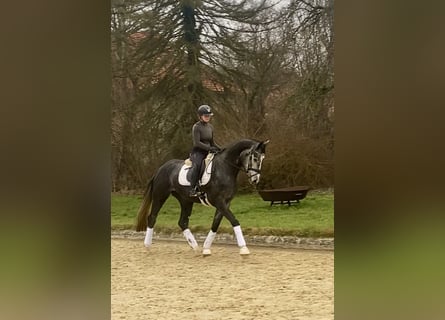 Hannoveraner, Stute, 3 Jahre, 173 cm, Schimmel