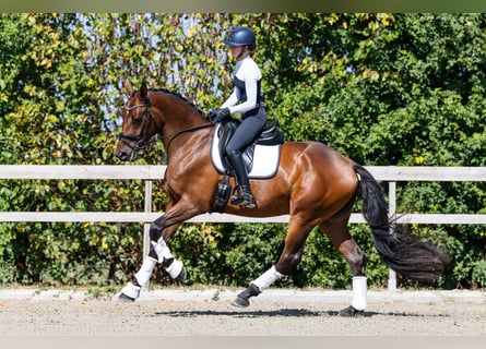 Hannoveraner, Stute, 3 Jahre, 174 cm, Rotbrauner