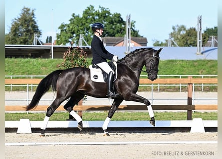 Hannoveraner, Stute, 3 Jahre, 175 cm, Dunkelbrauner