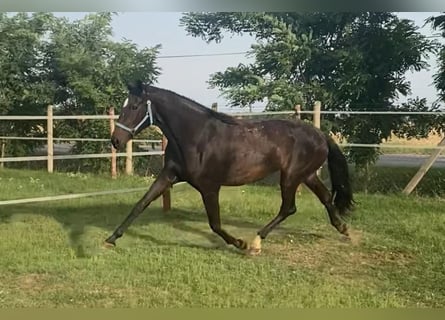 Hannoveraner, Stute, 3 Jahre, 175 cm, Dunkelbrauner